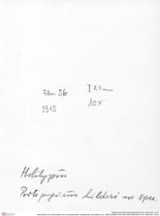 Historisches Foto (Rückseite) von Ammopylocheles mclaughlinae (Van Bakel et al., 2008) (NHMW-AFW-GEO-BACHMAYER-FOTO-1990-0041-3315)